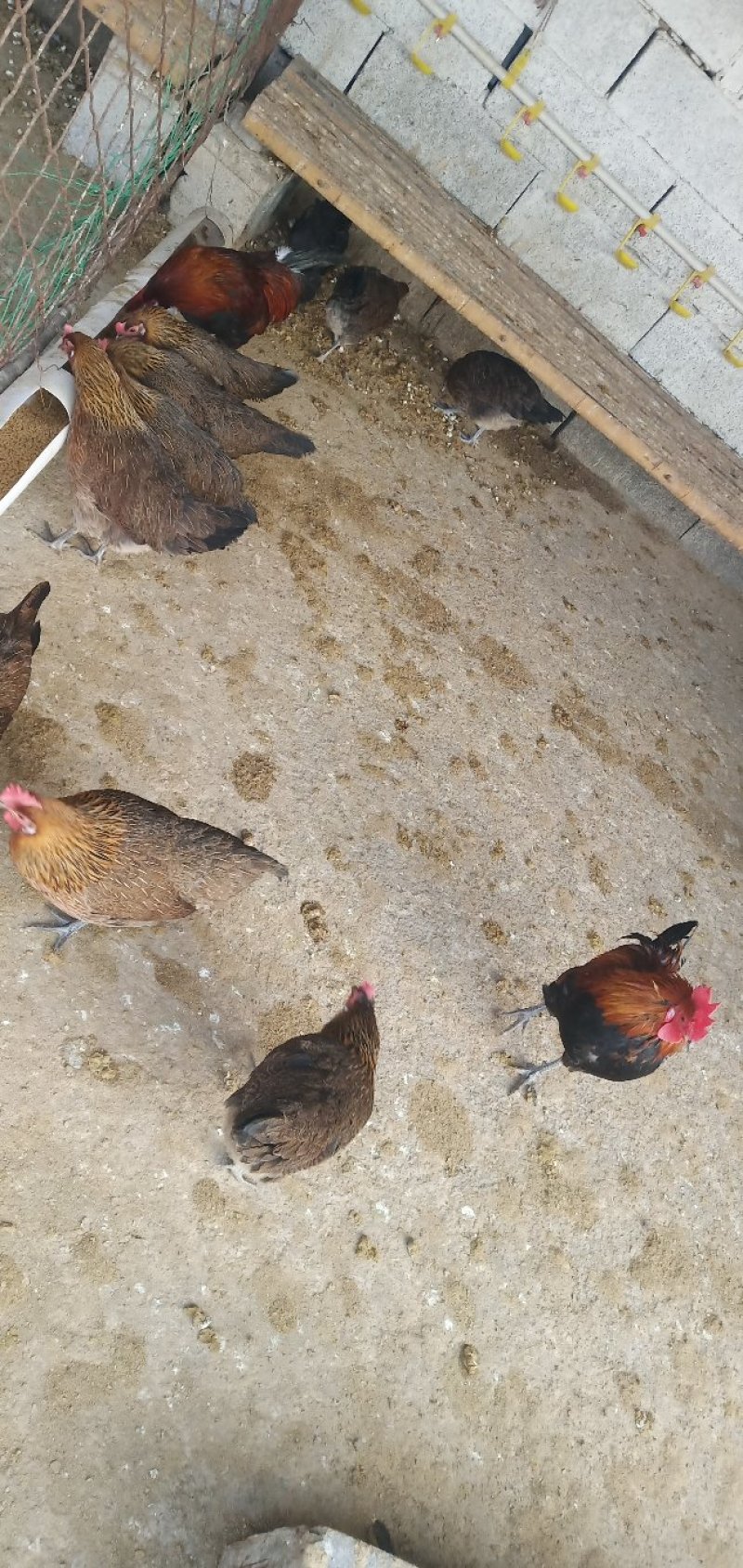 土鸡红公鸡出售中，包活包健康可以线上交易安全有保障