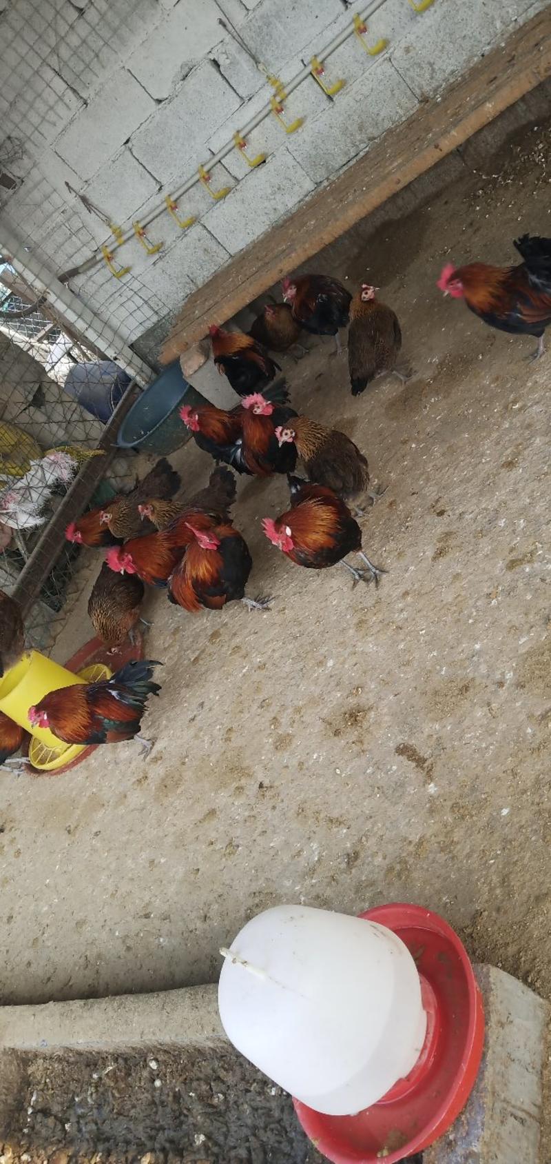 土鸡红公鸡出售中，包活包健康可以线上交易安全有保障