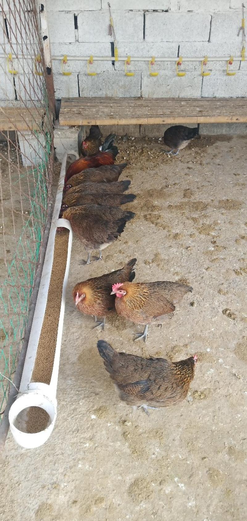 土鸡红公鸡出售中，包活包健康可以线上交易安全有保障
