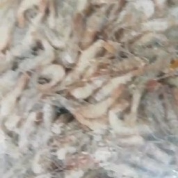 急冻河虾