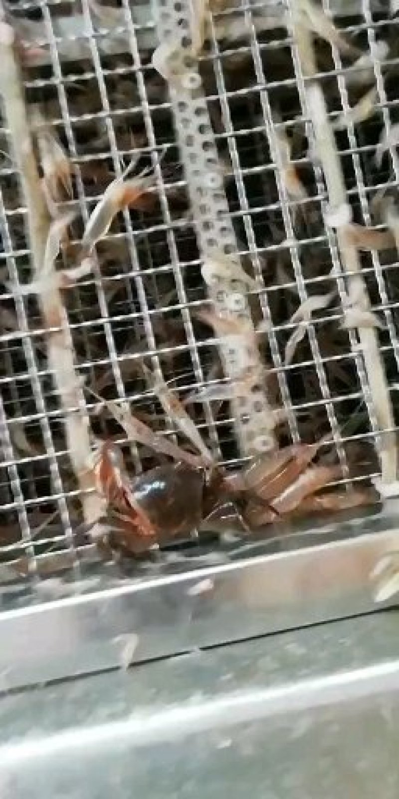 急冻河虾