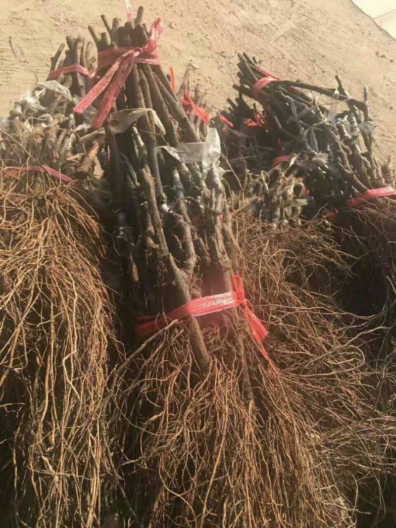 夏黑葡萄苗扦插苗品种纯，质量好请农民伯伯放心。