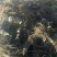 夏黑葡萄苗扦插苗品种纯，质量好请农民伯伯放心。