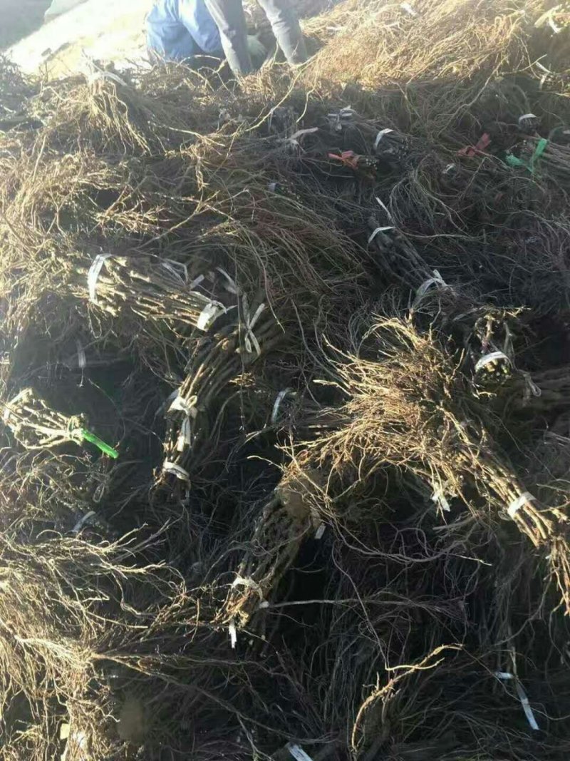 夏黑葡萄苗扦插苗品种纯，质量好请农民伯伯放心。