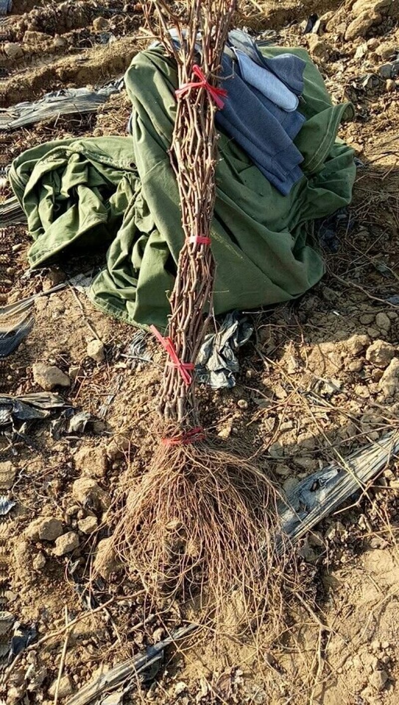 夏黑葡萄苗扦插苗品种纯，质量好请农民伯伯放心。