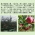 【有好货】陕西洛川冰糖心红富士苹果现摘现发电商供货包邮