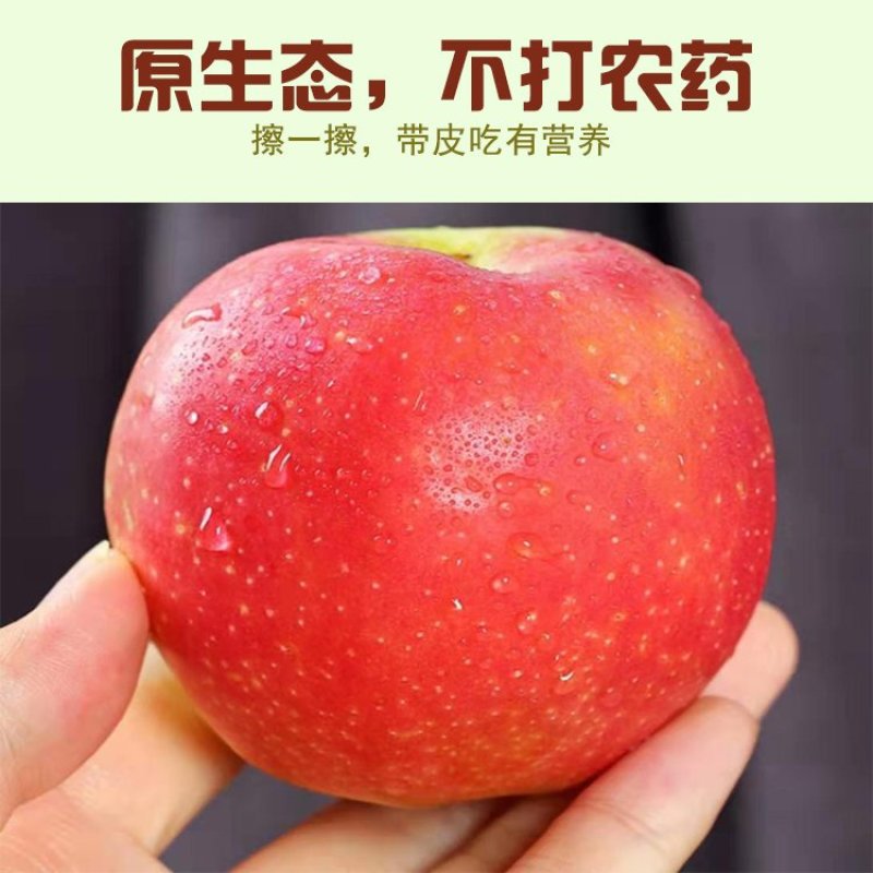 【有好货】陕西洛川冰糖心红富士苹果现摘现发电商供货包邮