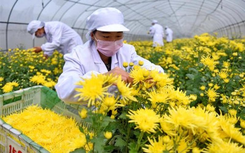 特级金丝皇菊花茶，硕大饱满一朵一杯全国包邮24小时发货