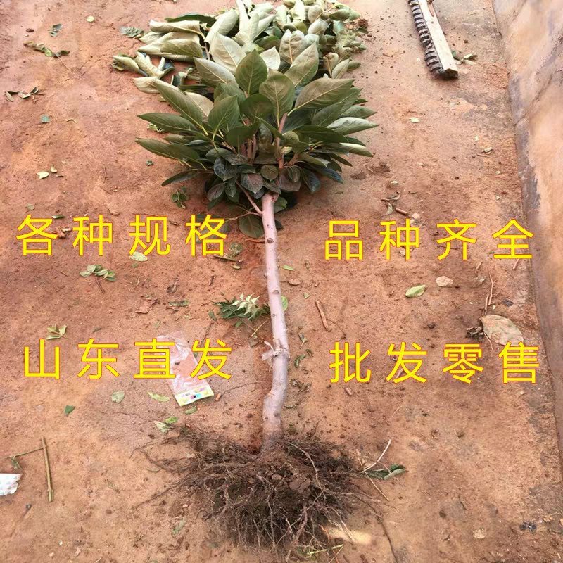 柿子苗嫁接火晶柿子树苗水果苗柿子苗南方北方种植庭院盆栽