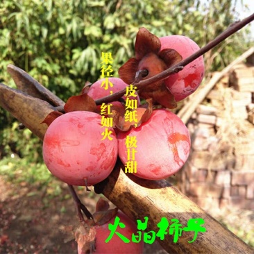 柿子苗嫁接火晶柿子树苗水果苗柿子苗南方北方种植庭院盆栽