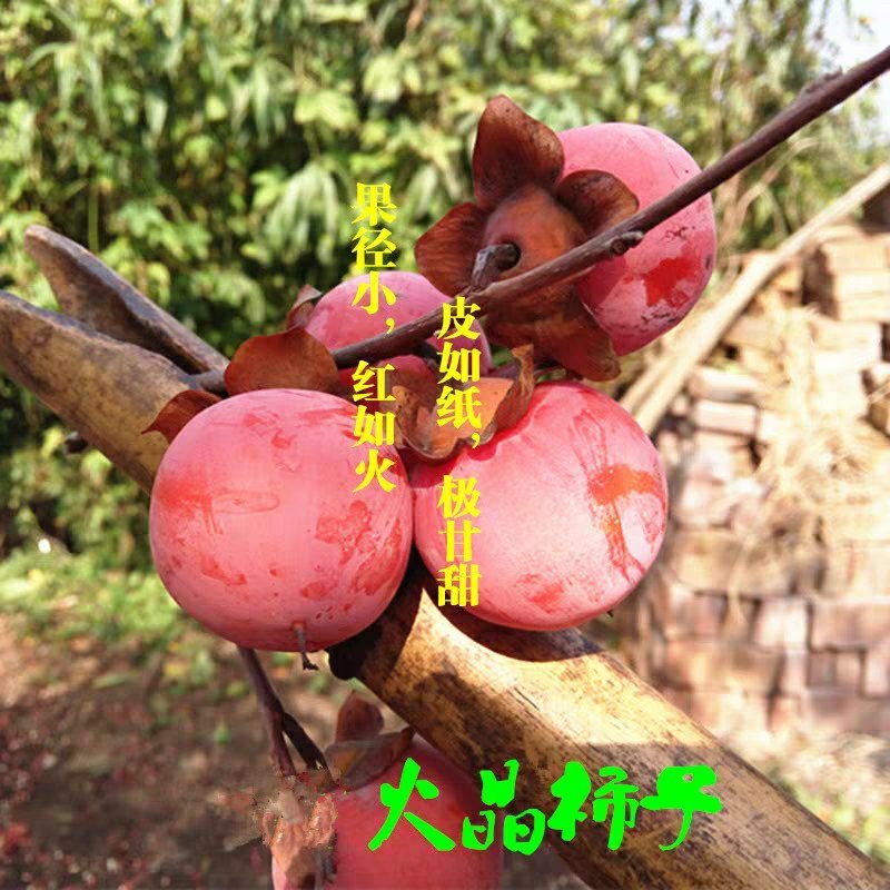 柿子苗嫁接火晶柿子树苗水果苗柿子苗南方北方种植庭院盆栽