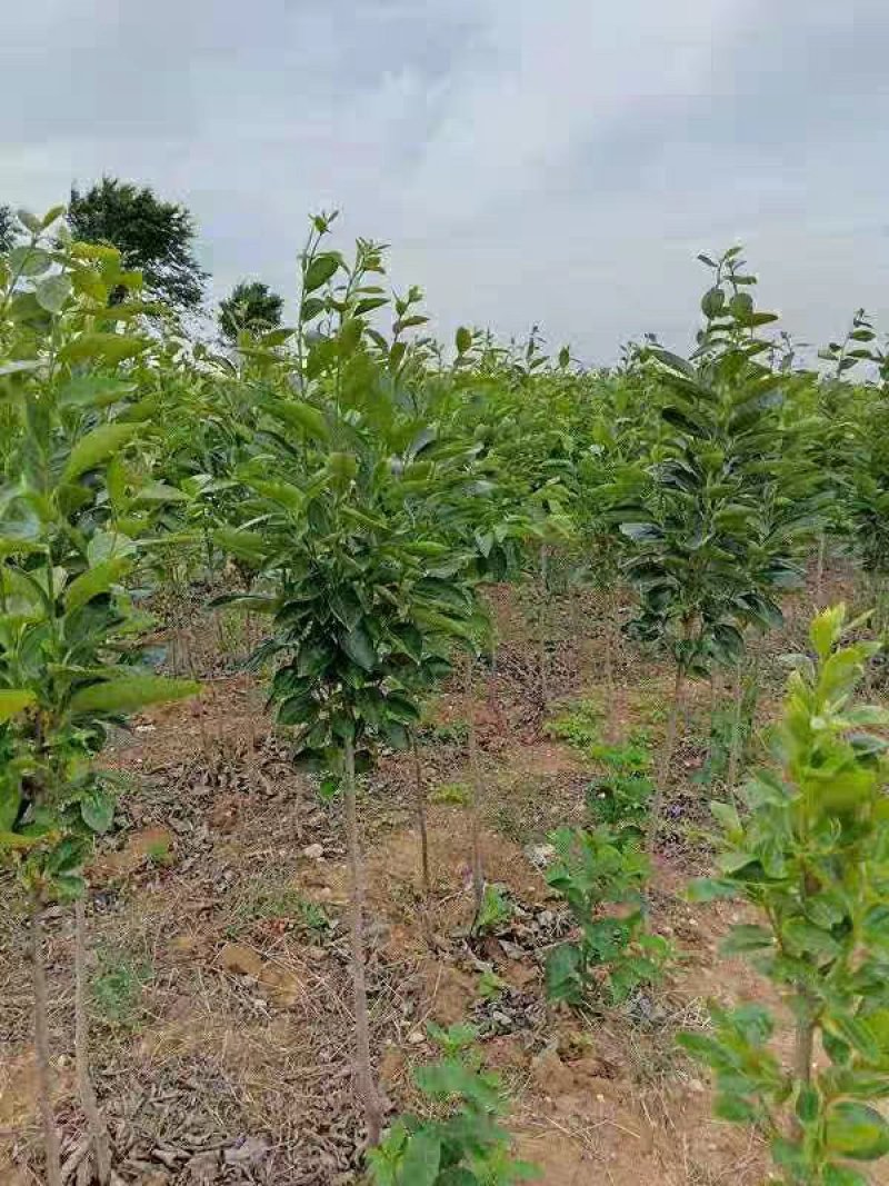 柿子苗嫁接火晶柿子树苗水果苗柿子苗南方北方种植庭院盆栽