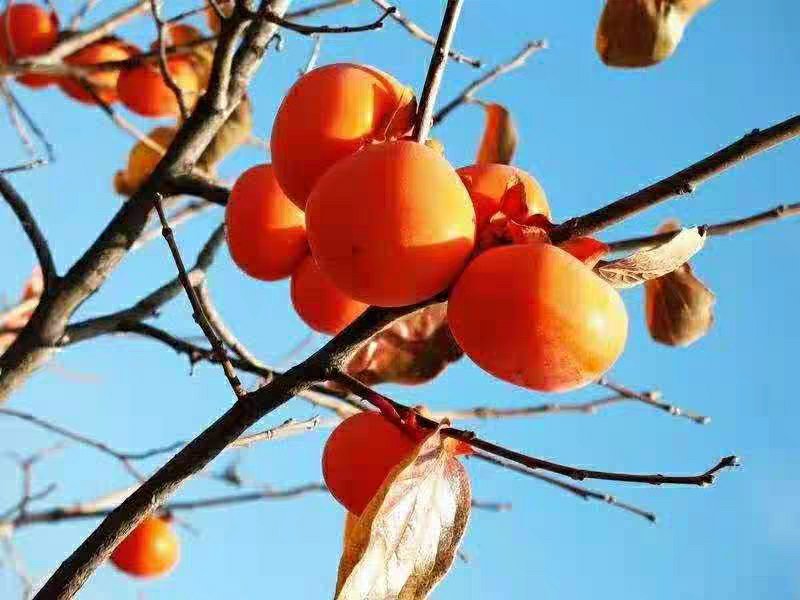 柿子苗嫁接日本甜柿子树苗水果苗柿子苗南方北方种植庭院盆栽