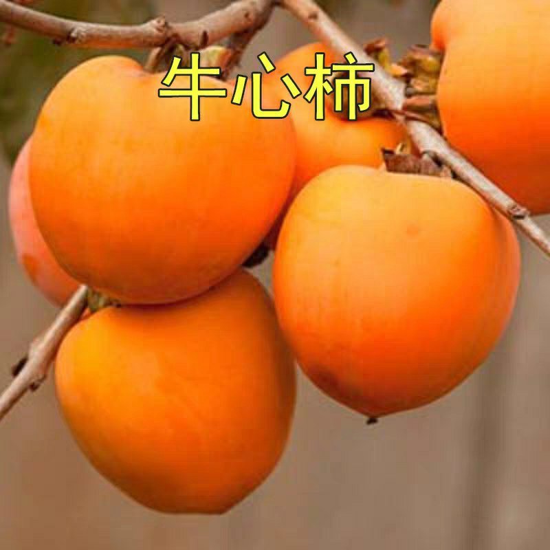 柿子苗嫁接牛心柿子树苗水果苗柿子苗南方北方种植庭院盆栽