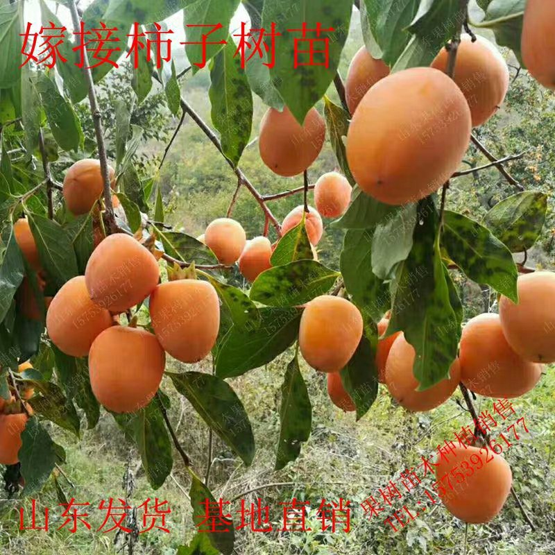 柿子苗嫁接牛心柿子树苗水果苗柿子苗南方北方种植庭院盆栽