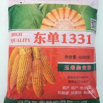 玉米种子东单1331大田菜园高产易种国审杂交黄粒大棒