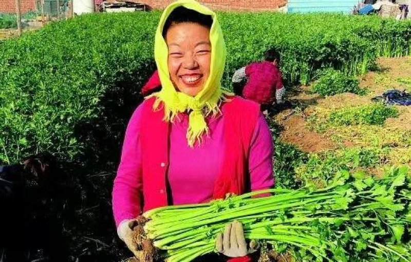 各种现拔新鲜芹菜地头发货量大从优价格疯降！