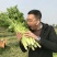 各种现拔新鲜芹菜地头发货量大从优价格疯降！