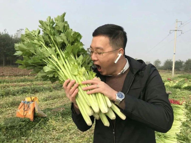 各种现拔新鲜芹菜地头发货量大从优价格疯降！