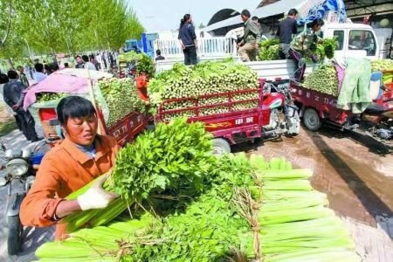 各种现拔新鲜芹菜地头发货量大从优价格疯降！