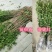四季桂实生苗四季开花庭院阳台种植浓香型花卉室内种植