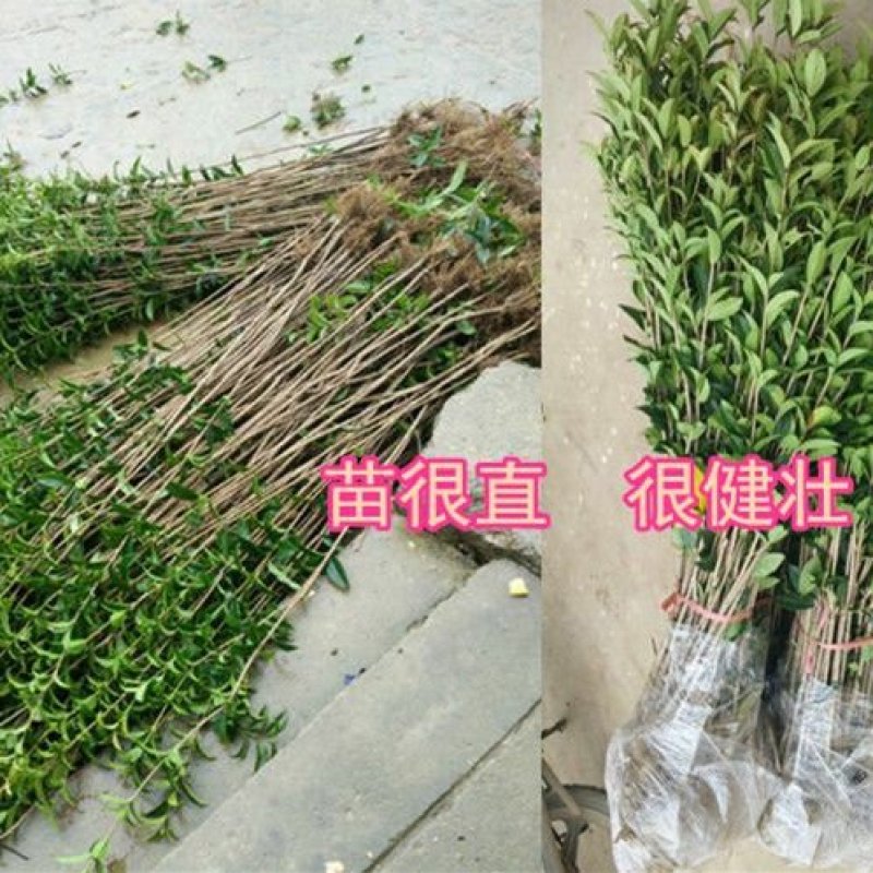四季桂实生苗四季开花庭院阳台种植浓香型花卉室内种植