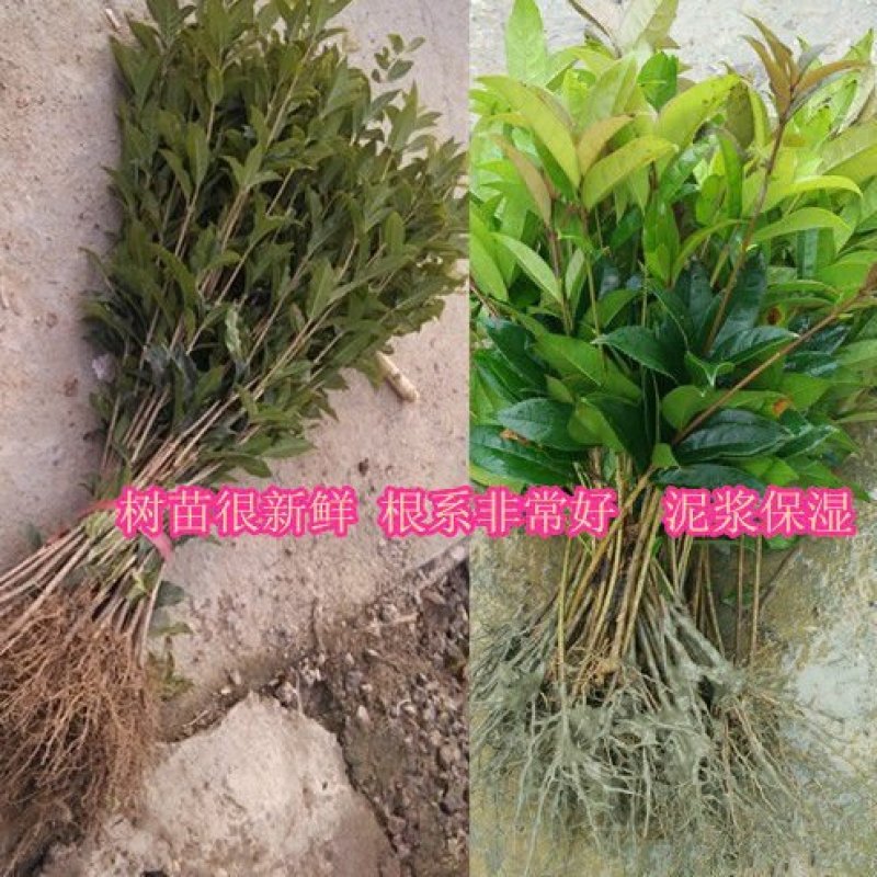 四季桂实生苗四季开花庭院阳台种植浓香型花卉室内种植