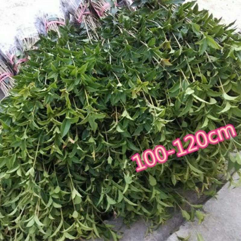 四季桂实生苗四季开花庭院阳台种植浓香型花卉室内种植
