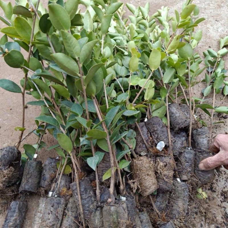 四季桂实生苗四季开花庭院阳台种植浓香型花卉室内种植