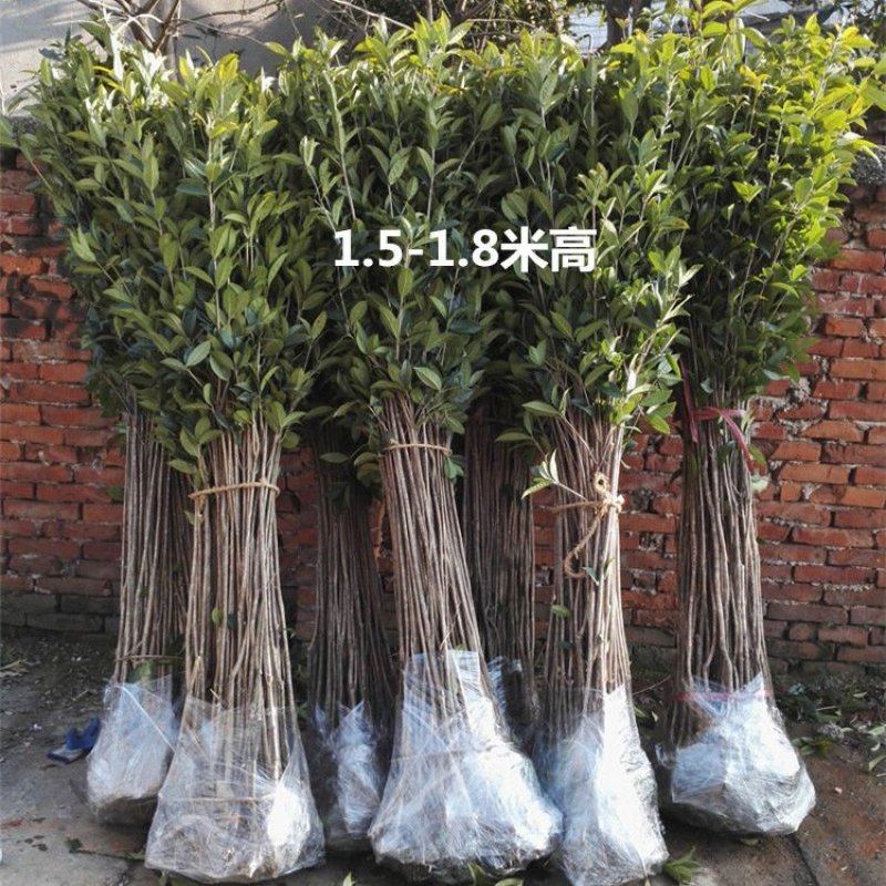 四季桂实生苗四季开花庭院阳台种植浓香型花卉室内种植