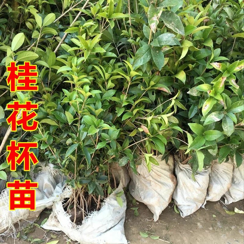 四季桂实生苗四季开花庭院阳台种植浓香型花卉室内种植