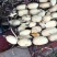 藕3537，飘花，6号，美人红。金品包装