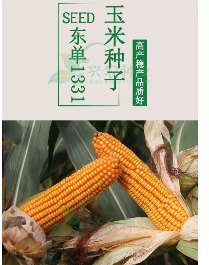 玉米种子东单1331大田菜园高产易种国审杂交黄粒大棒