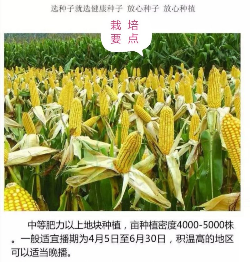 玉米种子东单1331大田菜园高产易种国审杂交黄粒大棒
