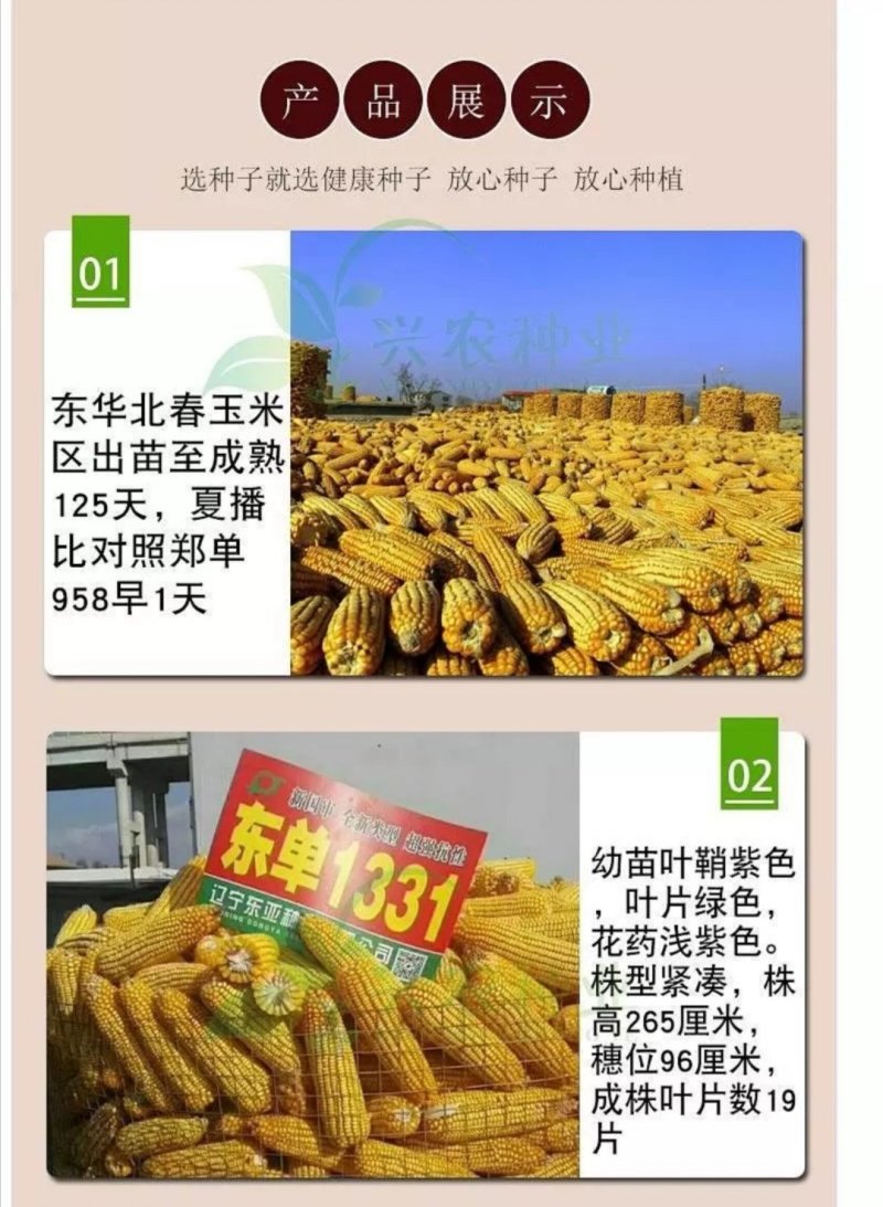 玉米种子东单1331大田菜园高产易种国审杂交黄粒大棒
