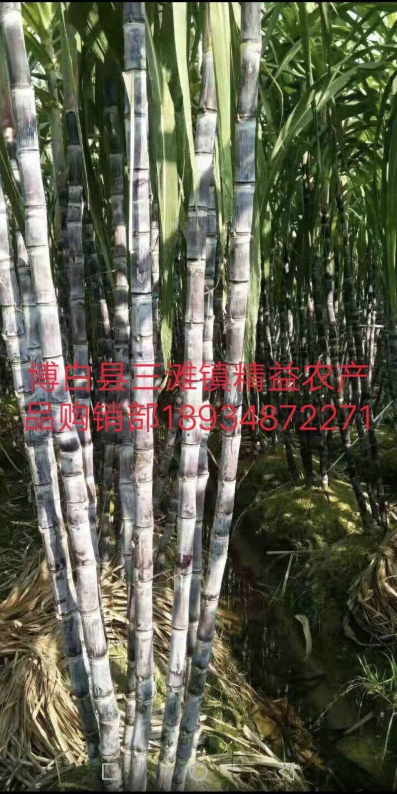 广西特产主产地甘蔗大量黑皮甘蔗2~2.5米5~6cm