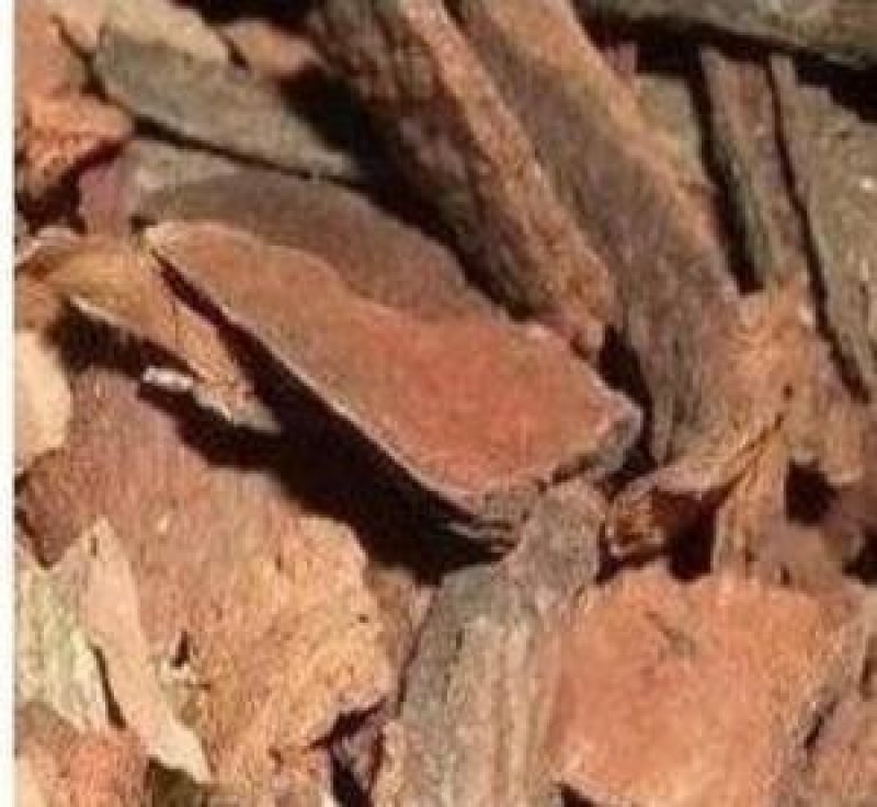 中药材追地风干地枫皮追地枫钻地风111111