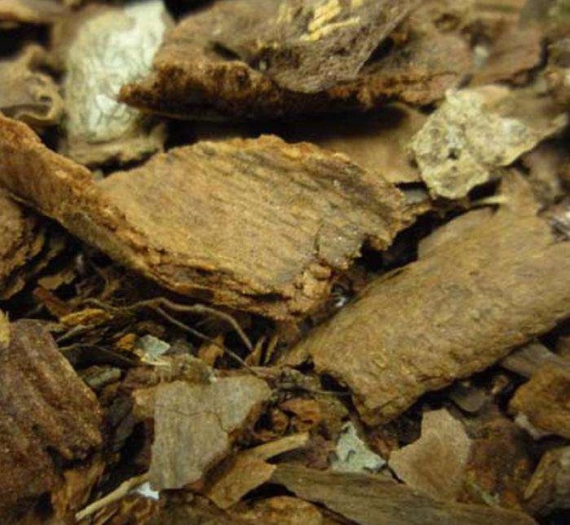 中药材追地风干地枫皮追地枫钻地风111111