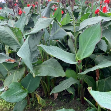 美人蕉,青叶美人蕉基地,芋儿花价格,成都美人蕉批发