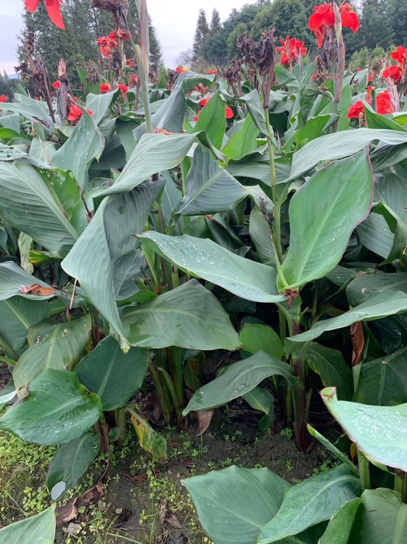 美人蕉，青叶美人蕉基地，芋儿花价格，成都美人蕉批发