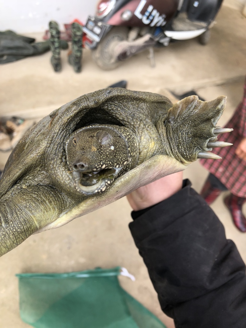 甲鱼苗精品中华鄨种外塘鄨优质品种
