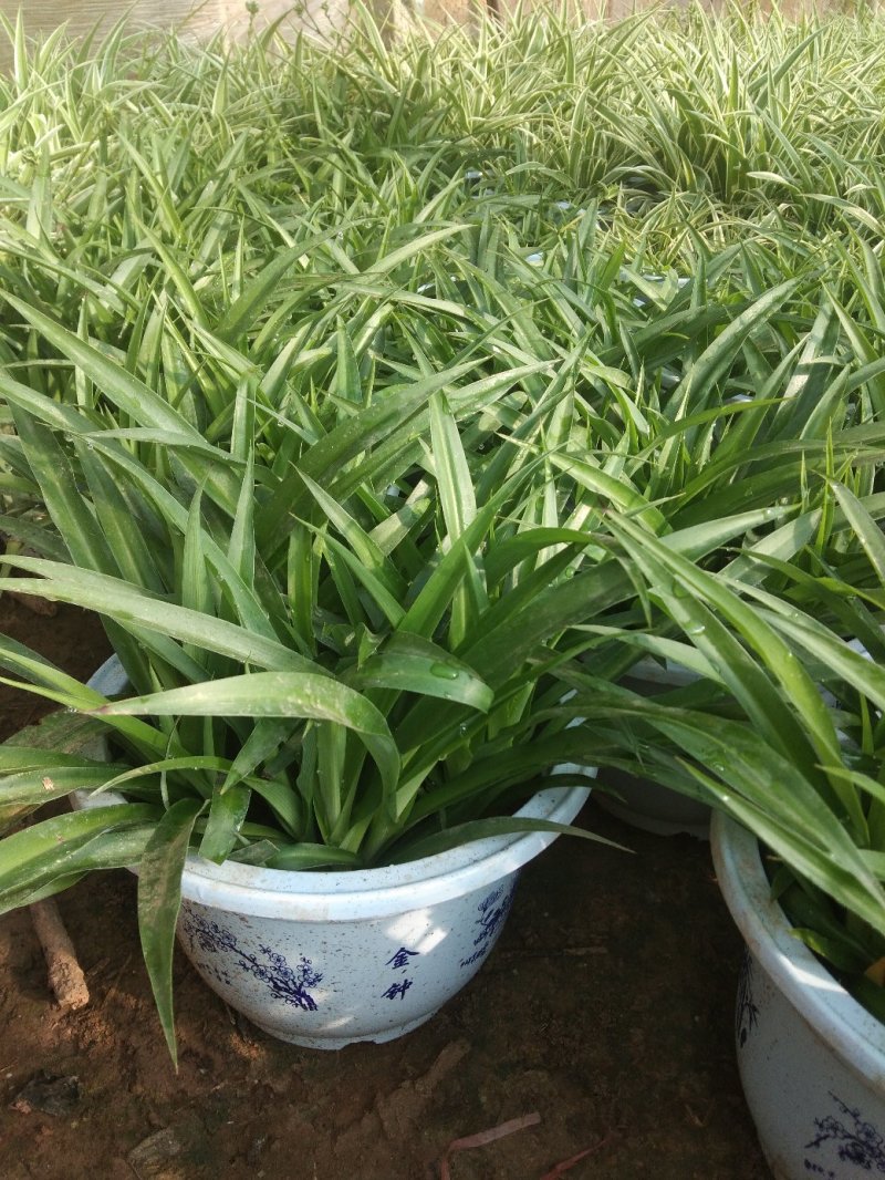 金边吊兰，各种观赏花:丽格海棠，杜鹃，仙客来，红掌，白掌