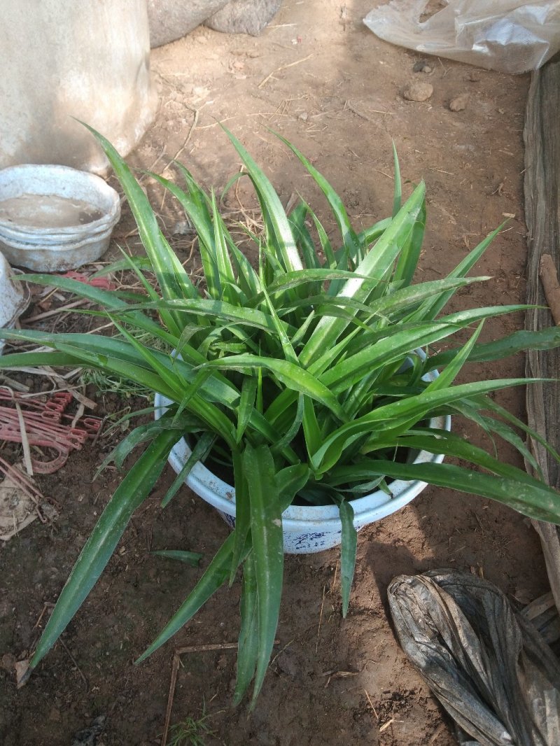 金边吊兰，各种观赏花:丽格海棠，杜鹃，仙客来，红掌，白掌