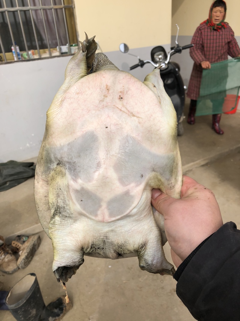 甲鱼苗外塘中华鄨大种苗优质品种