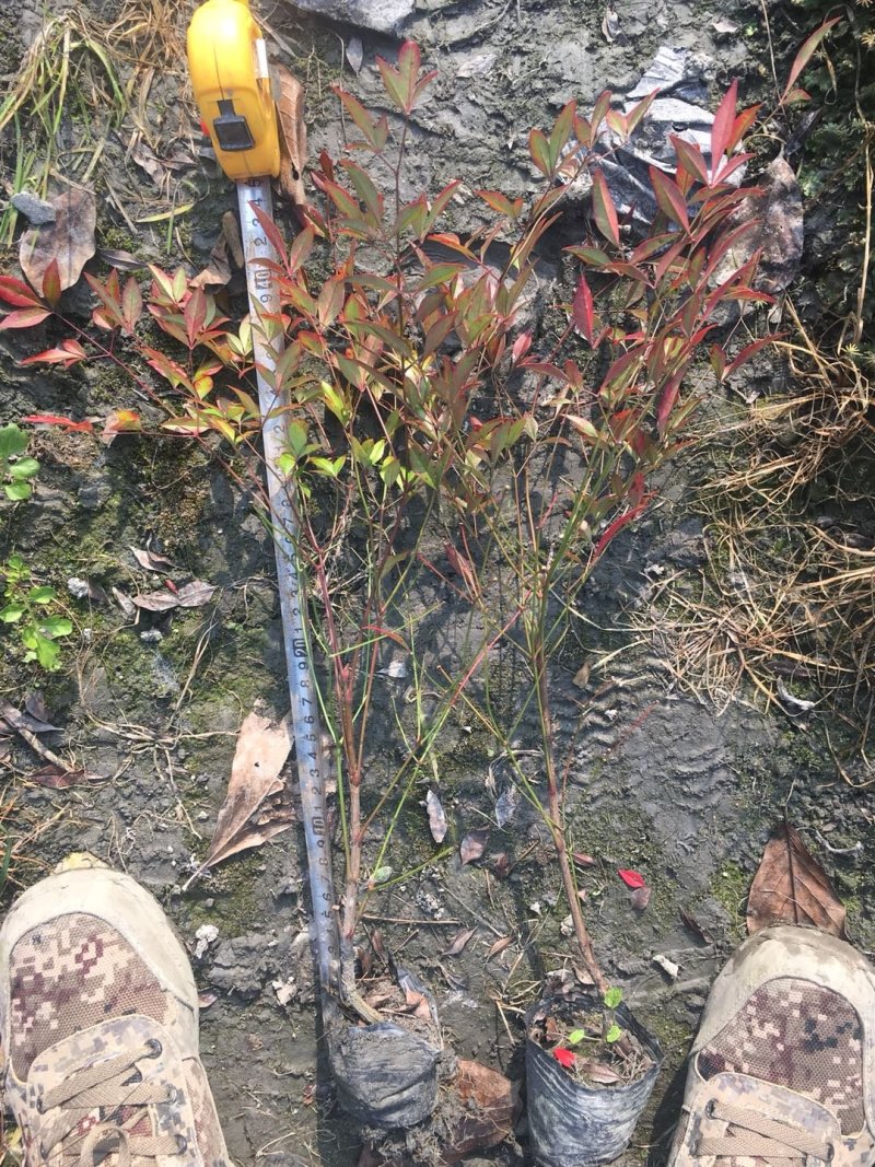 南天竹，兰天竹，南天竺，四川南天竹出售，成都南天竹批发