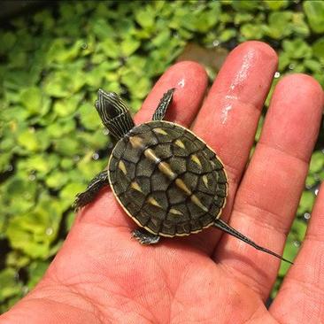 【龟】外塘冷水养殖生态台湾草龟花杂龟苗包邮
