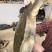 江苏扬州生态甲鱼2~3斤纯外塘老鄨
