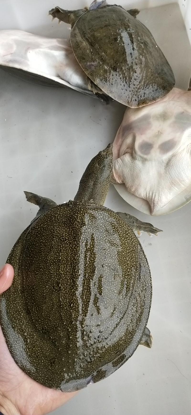 【大甲鱼】外塘食用冷水3年生态养殖大甲鱼包邮