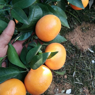 沃柑
