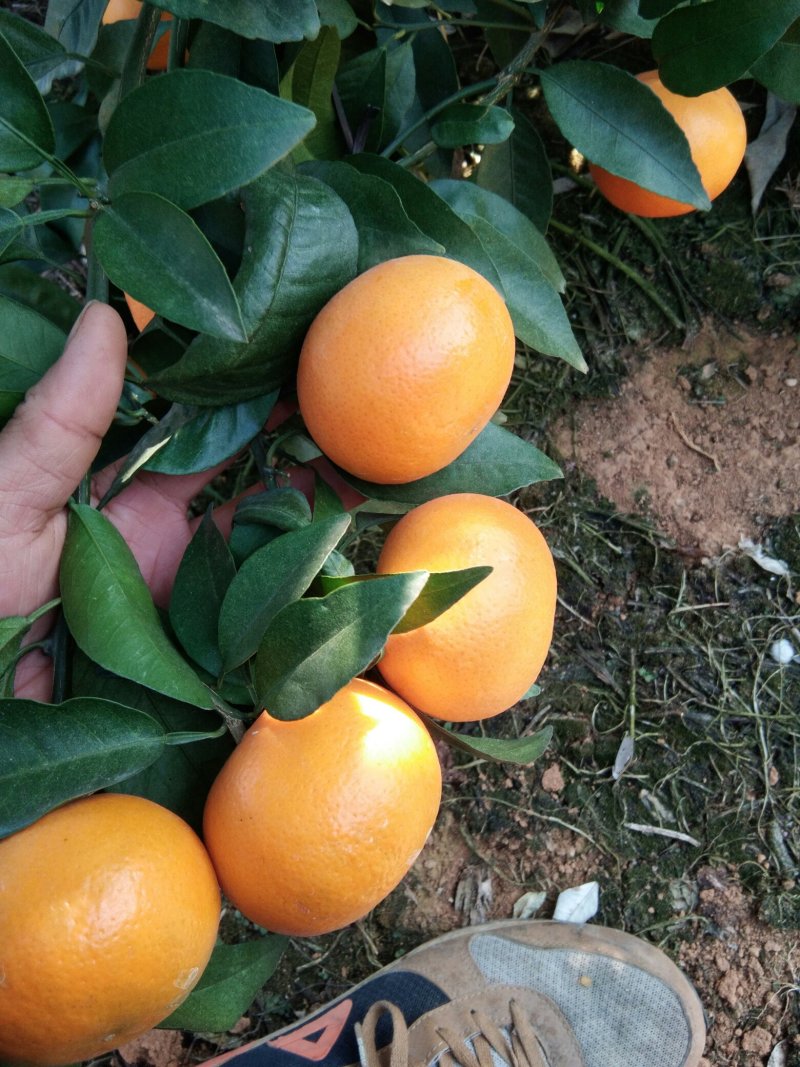 沃柑